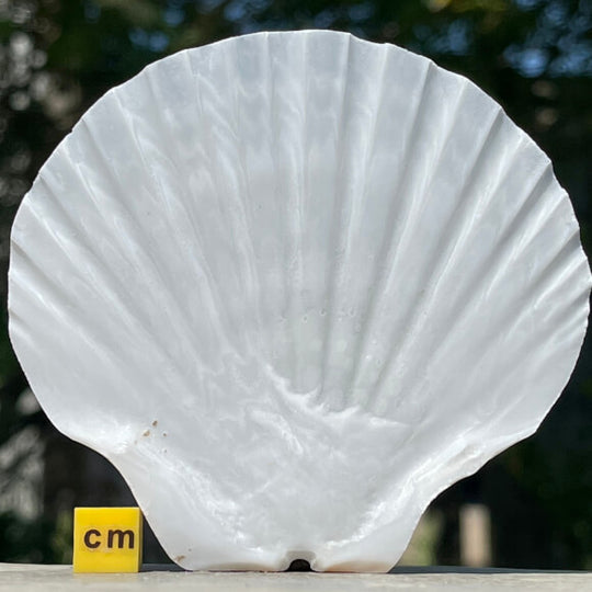 Irish Deep Scallop Sea Shells - Pecten maximus